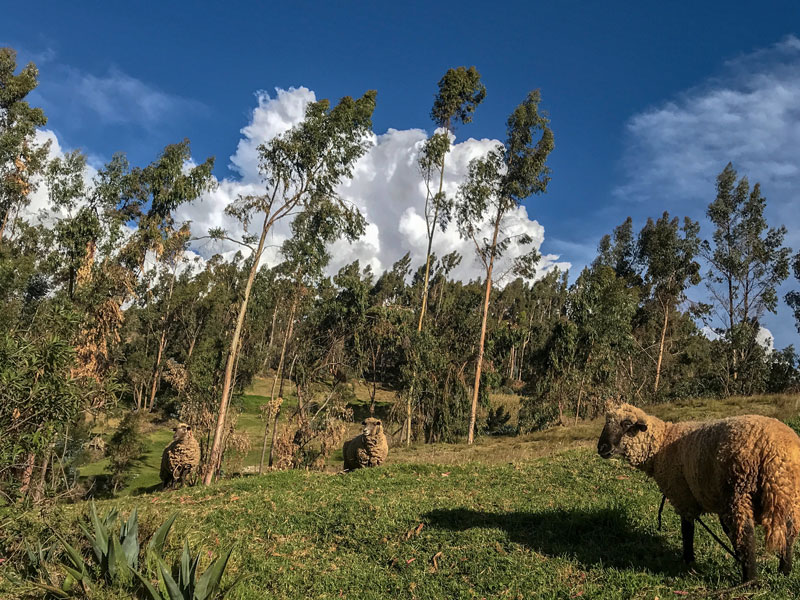 Naturaleza desde Hotel Andahuaylas Glamping Peru