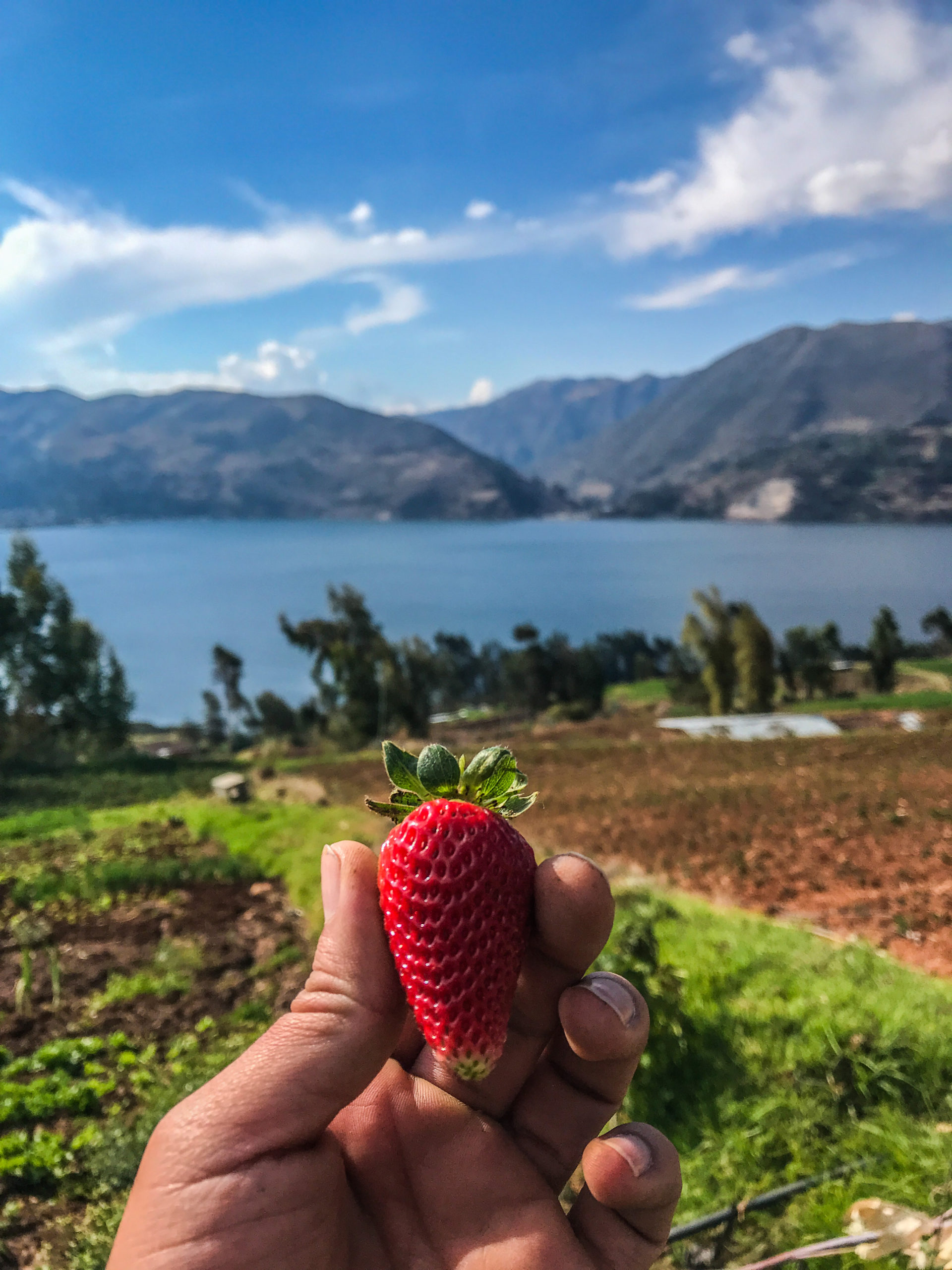 Fresas en pacucha