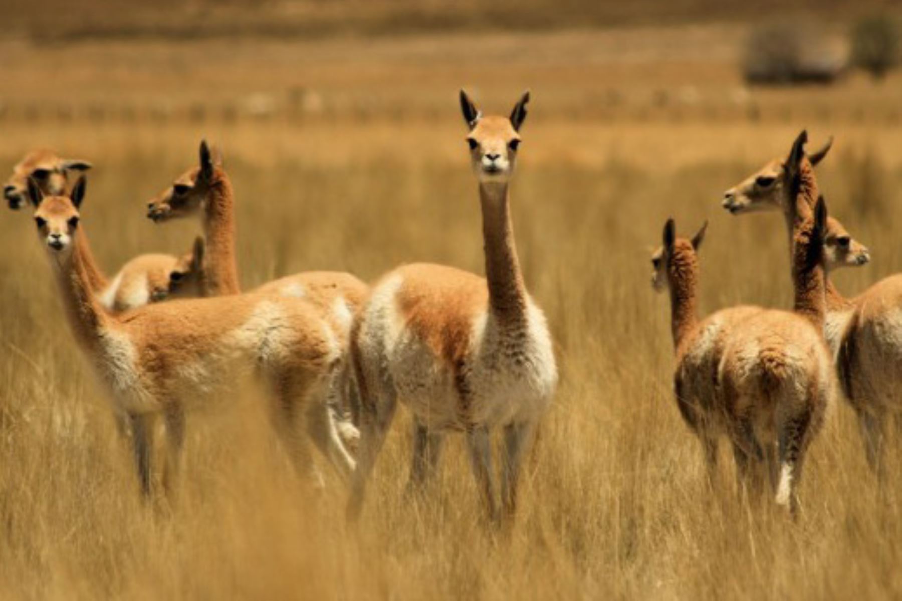 vicunas-peru atractivos ayacucho